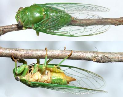 Male <i>Okanagana viridis</i> (1 of 2)