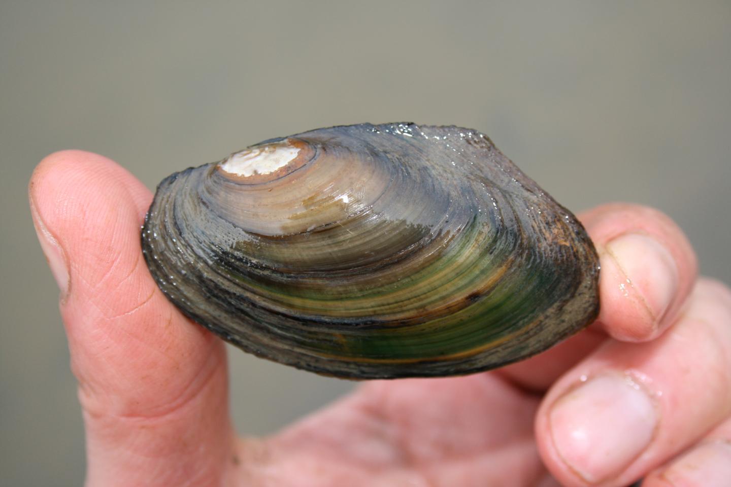 Depressed river mussel