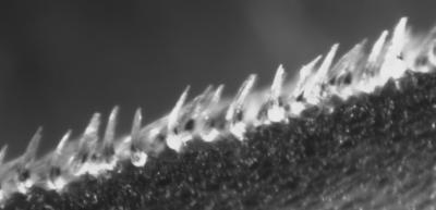 Shortfin Mako (2 of 2)