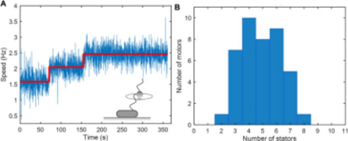 USTC Renews the Mechanism of Robust Motility of Flagellated Bacteria