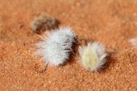 Thistle-down velvet ant (Dasymutilla gloriosa) and fallen creosote bush (Larrea tridentata) fruit