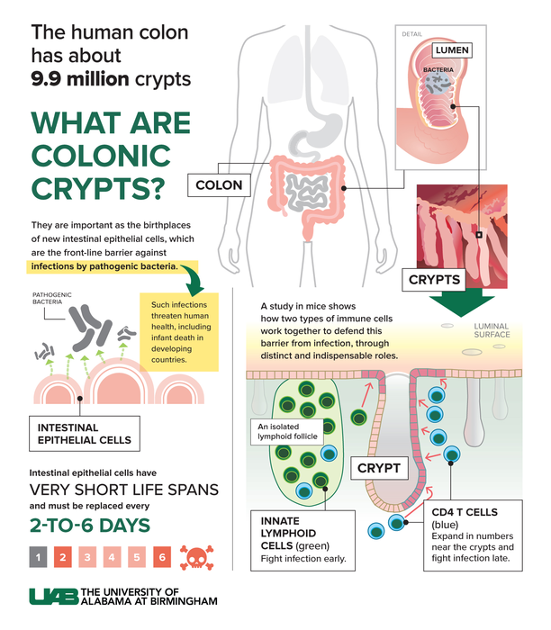What are colonic crypts?