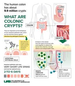 What are colonic crypts?