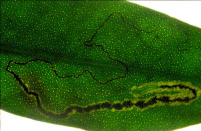 Leafmine with a Larva