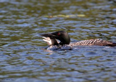 Common Loon and Chick