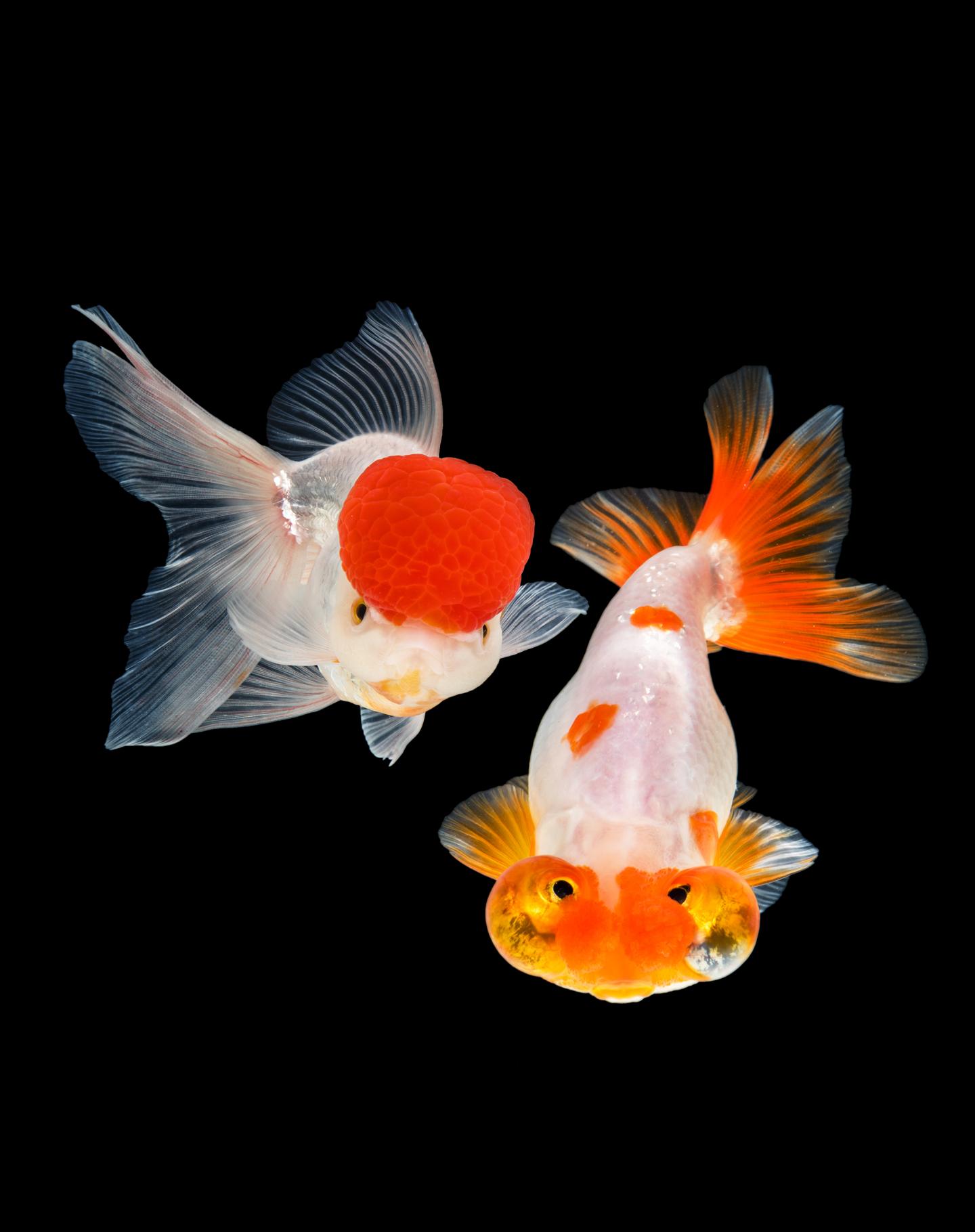 The photo of Eggfish(left) and Wenfish(right).