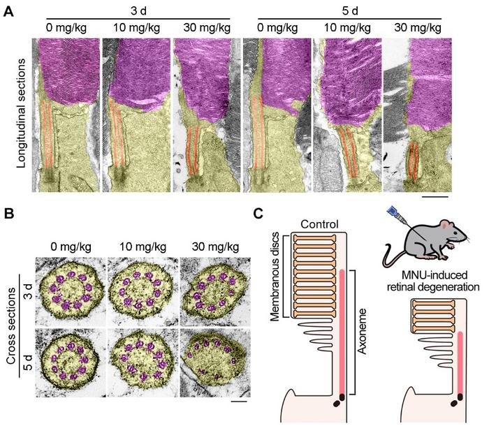 Impairment of photoreceptor structure and function in the mouse model of RD.