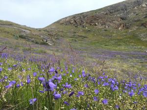 Arctic harebell blooms