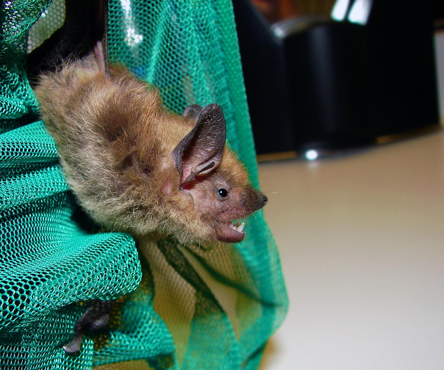 Big Brown Bat