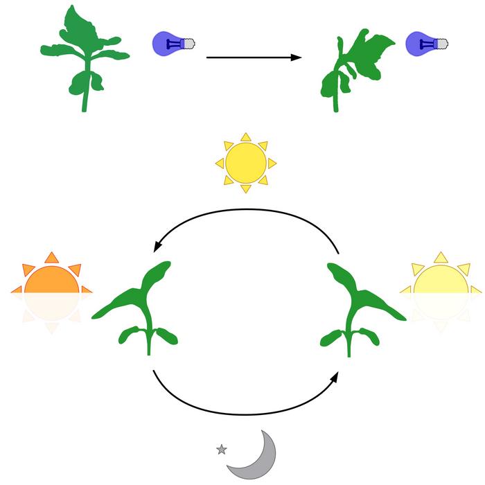 For the sunflower, turning toward the sun requires multiple complex systems