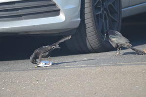 Great-tailed grackle, Cuervo