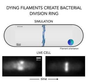 Dying filaments create a bacterial division ring