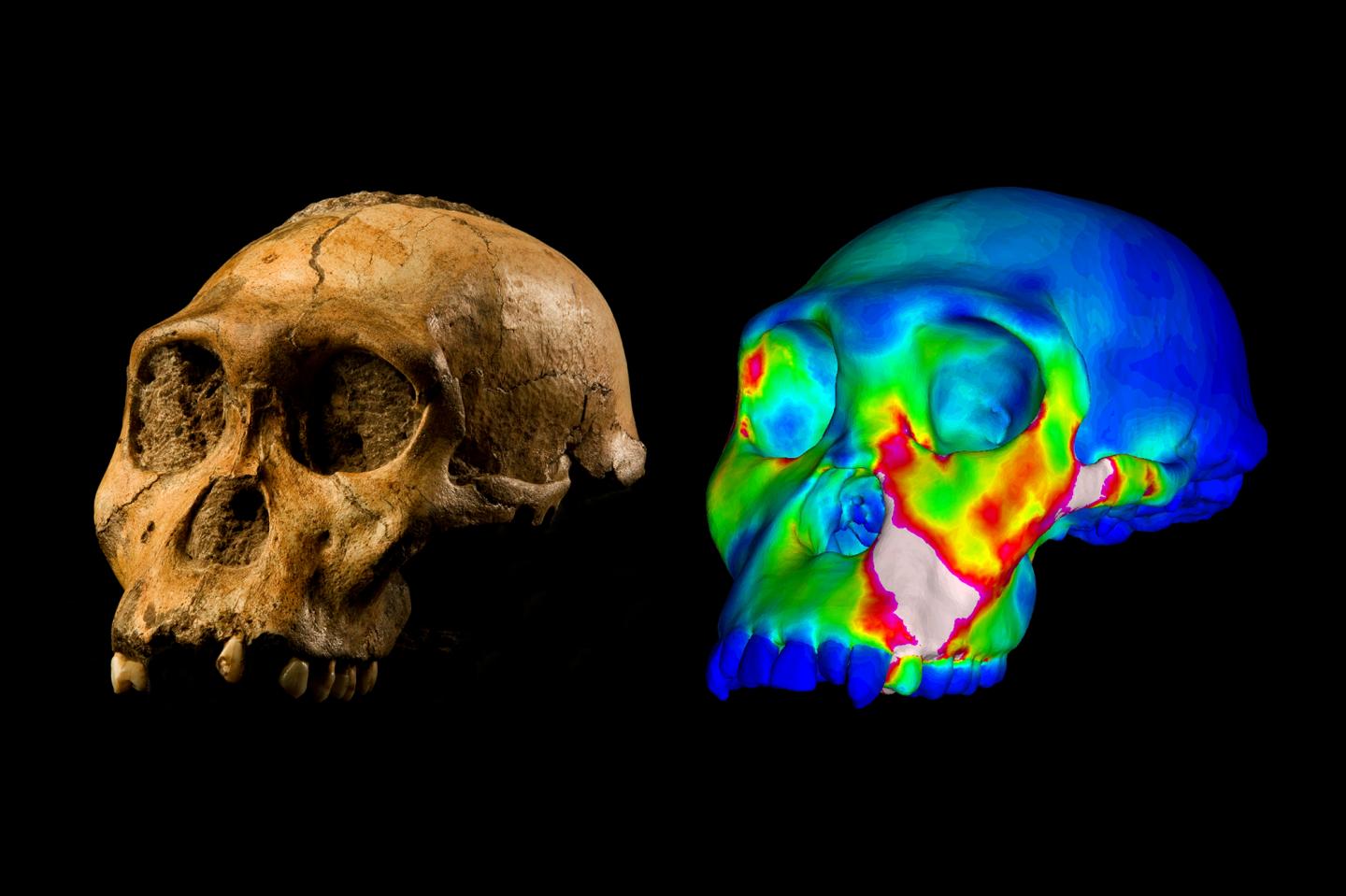 Fossilized Skull of <em>Australopithecus sediba</em> and a Computer-Based Model