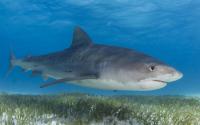 A Tiger Shark Above Seagrasses
