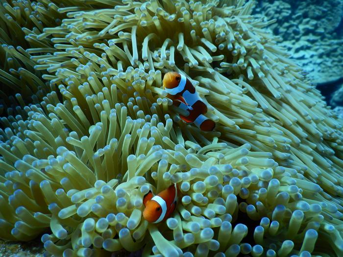 A breeding pair of clownfish in the wild sheltered by a sea anemone.