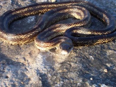 Ratsnake