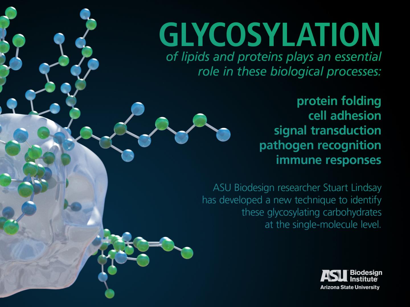 Glycosylation