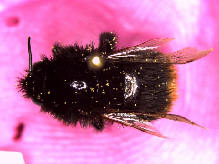 A bee specimen with pollen on it