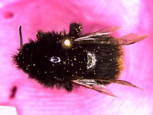 A bee specimen with pollen on it