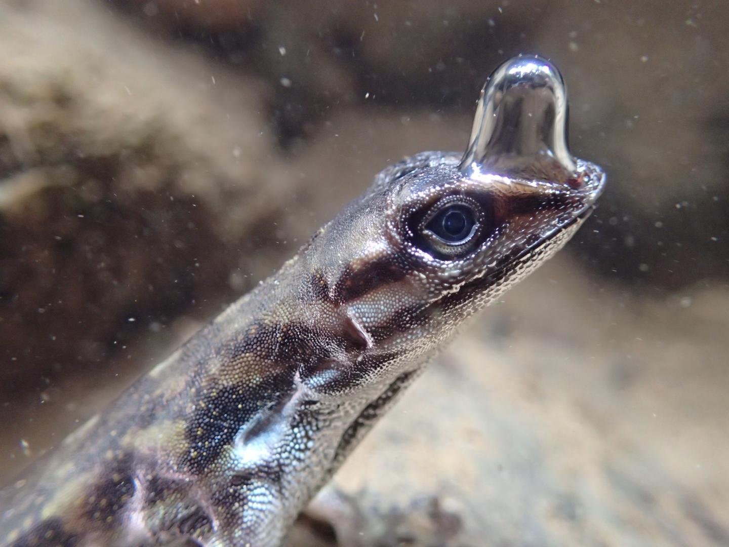 Anolis lizard rebreathing with bubble