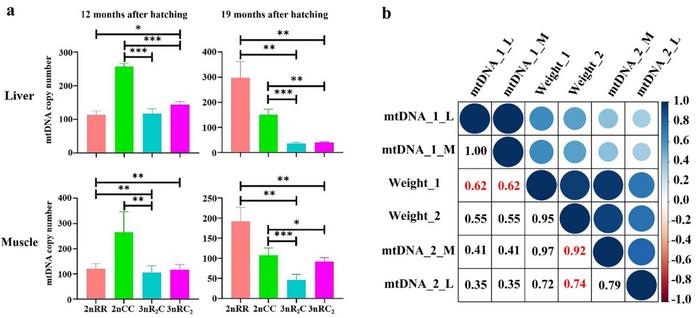 mtDNA copy number and the relationship with body weight