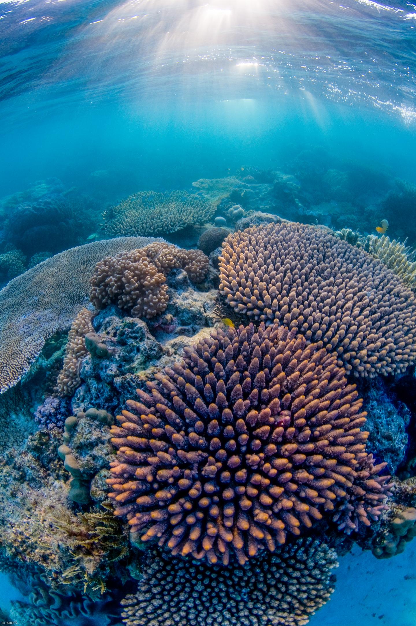 большой риф в австралии