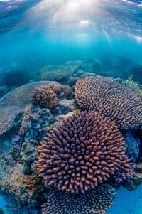 Great Barrier Reef (2 of 2)