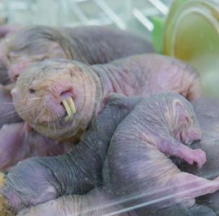 The Naked Mole-Rat