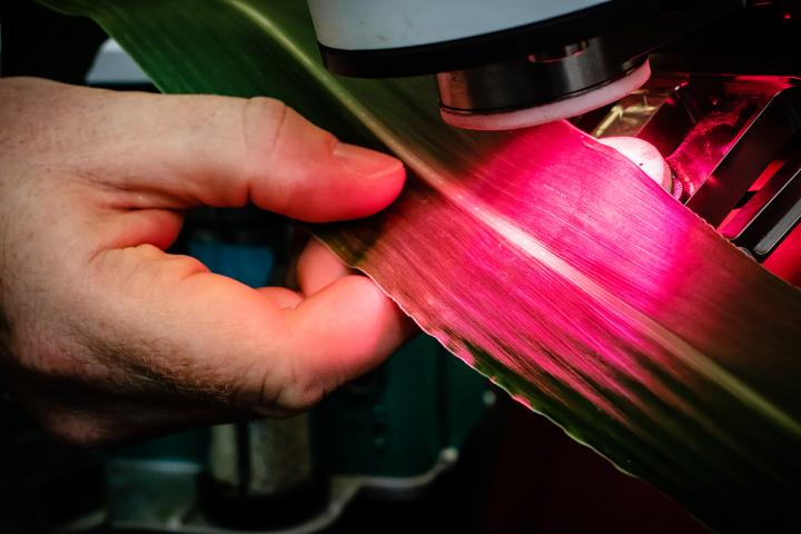 Measuring Photosynthesis