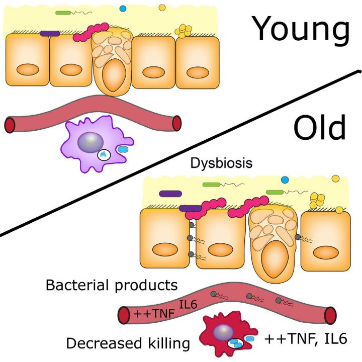 Age Related Microbiology Changes