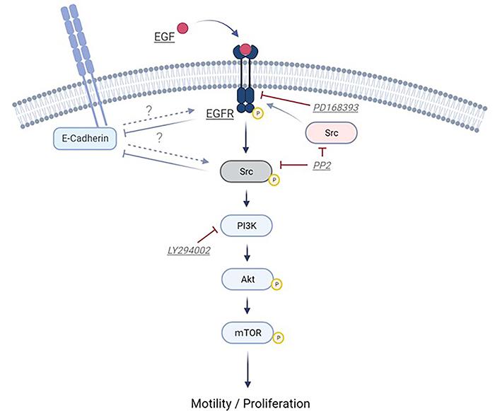 EGF/EGFR modulation of oral keratinocyte growth and motility