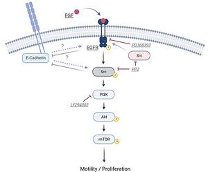 EGF/EGFR modulation of oral keratinocyte growth and motility