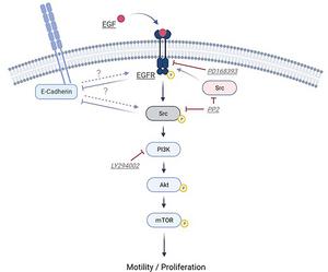 EGF/EGFR modulation of oral keratinocyte growth and motility