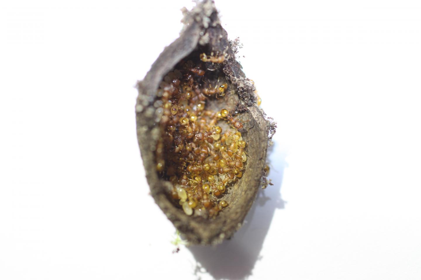 Acorn Ants Are Important Decomposers in Cities and Rural Areas