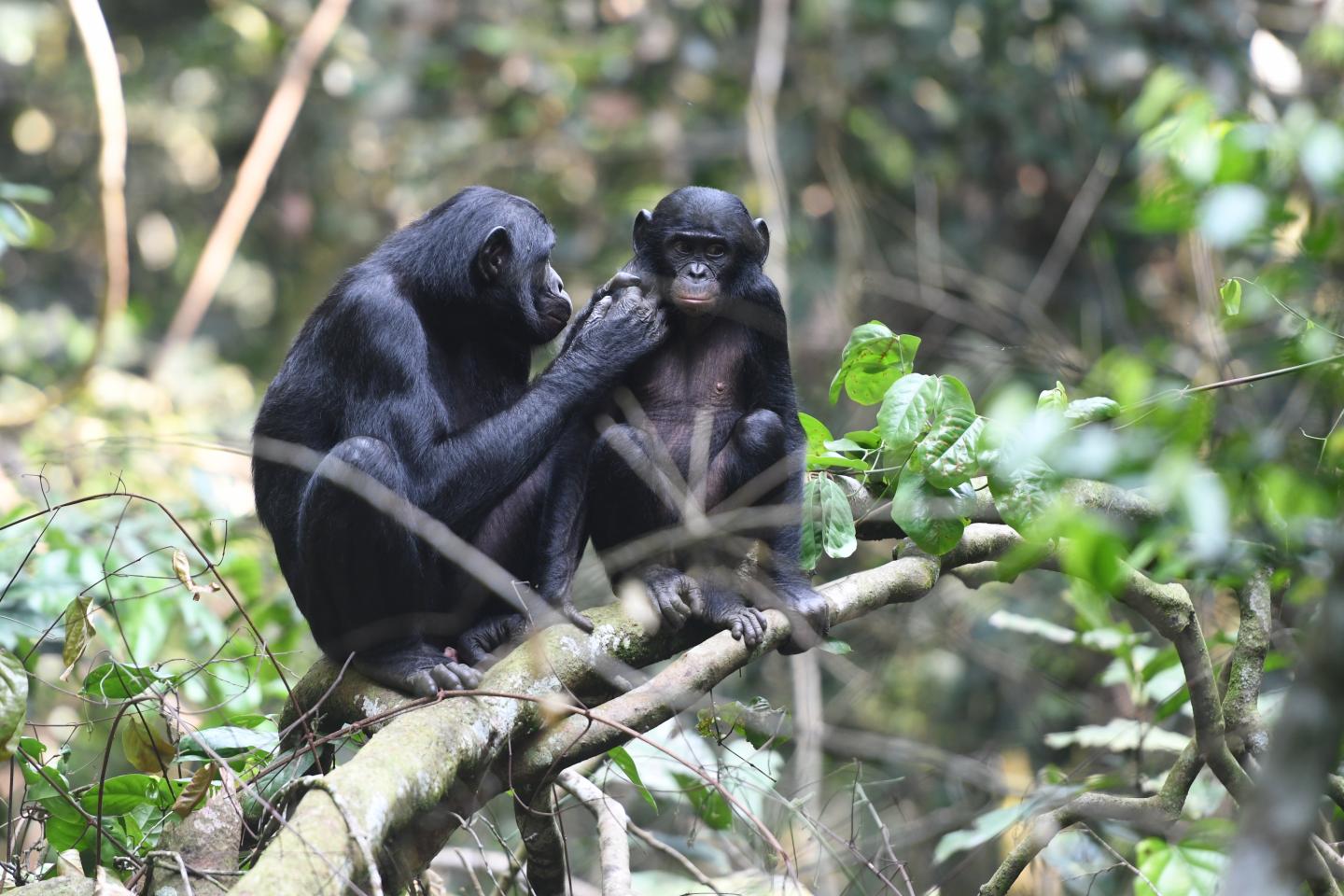 Mother and Son Bonobo