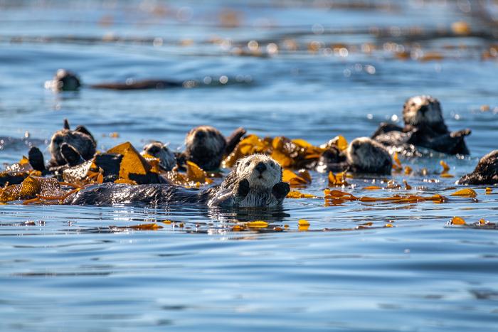 Sea otters in kelp