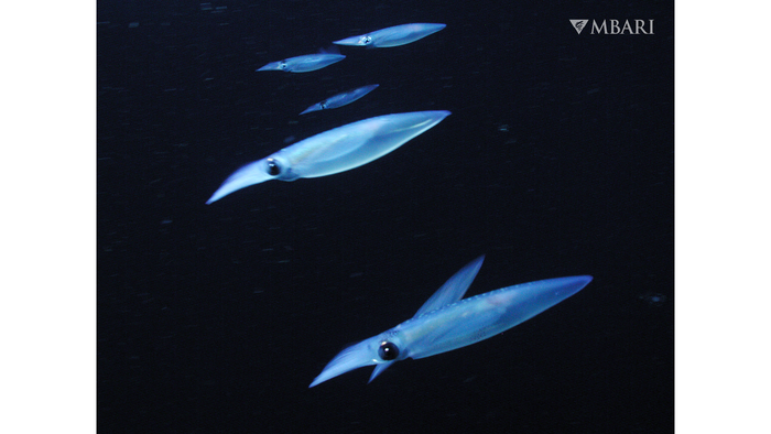 Market squid, Doryteuthis opalescens