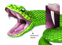 蛇の毒牙に似たパッチでげっ歯類に液剤を迅速に送達する Eurekalert