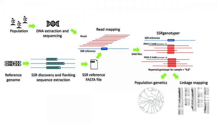 SSRgenotyper Workflow