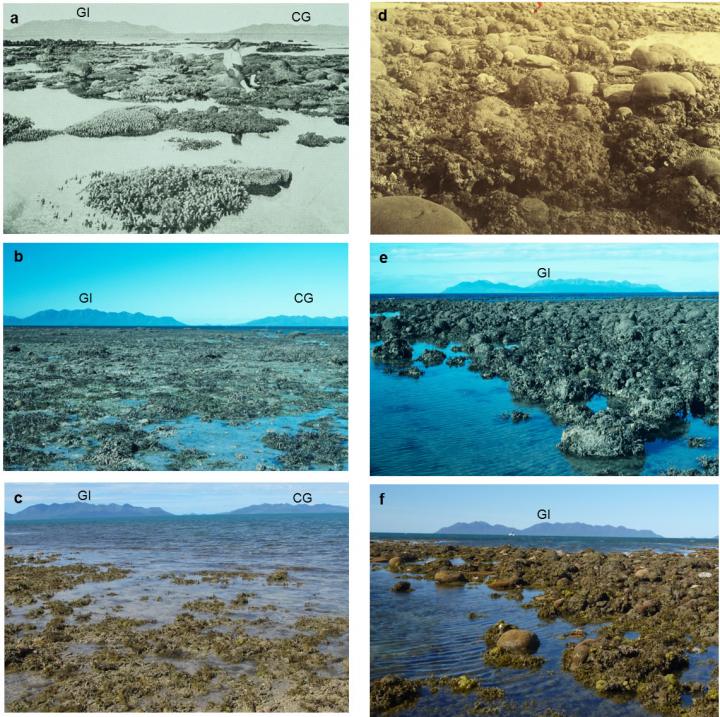 Study Accurately Dates Coral Loss at Great Barrier Reef