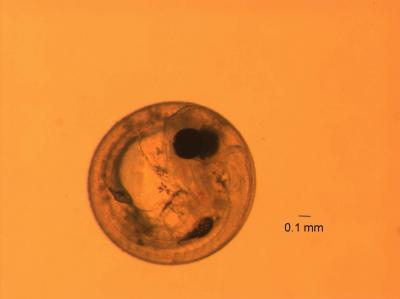 Rapid Mutations Allowed Fish t [IMAGE] | EurekAlert! Science News Releases
