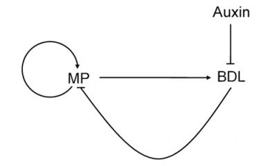 Effect of Auxin