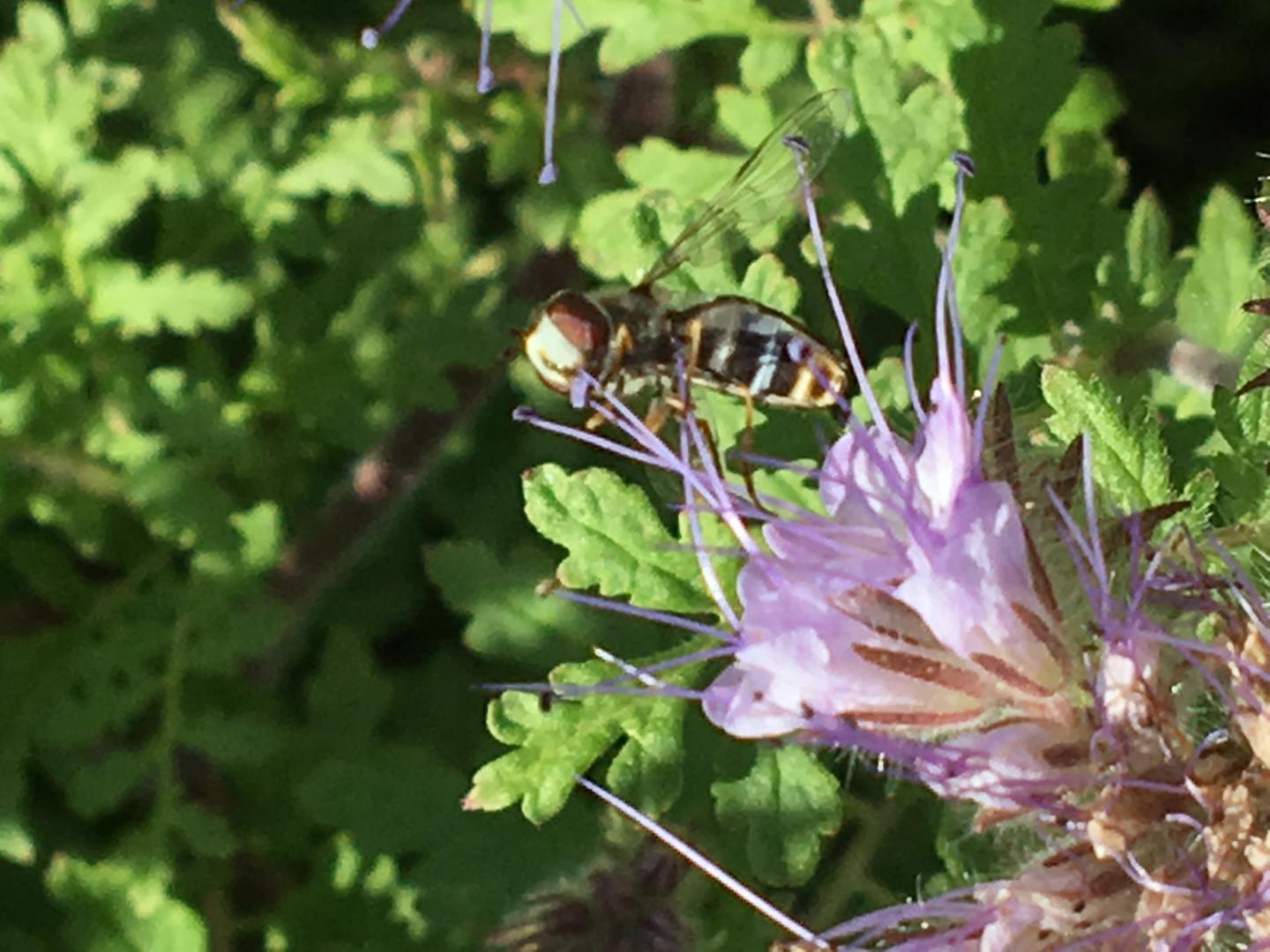 Syrphid Fly