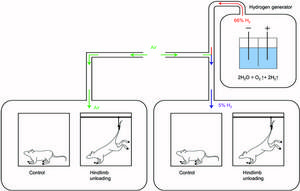 The experimental scheme.