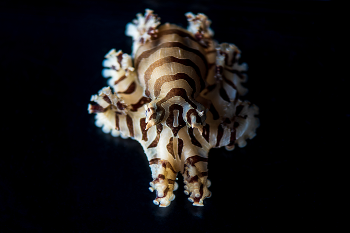 Pygmy zebra octopus - adult