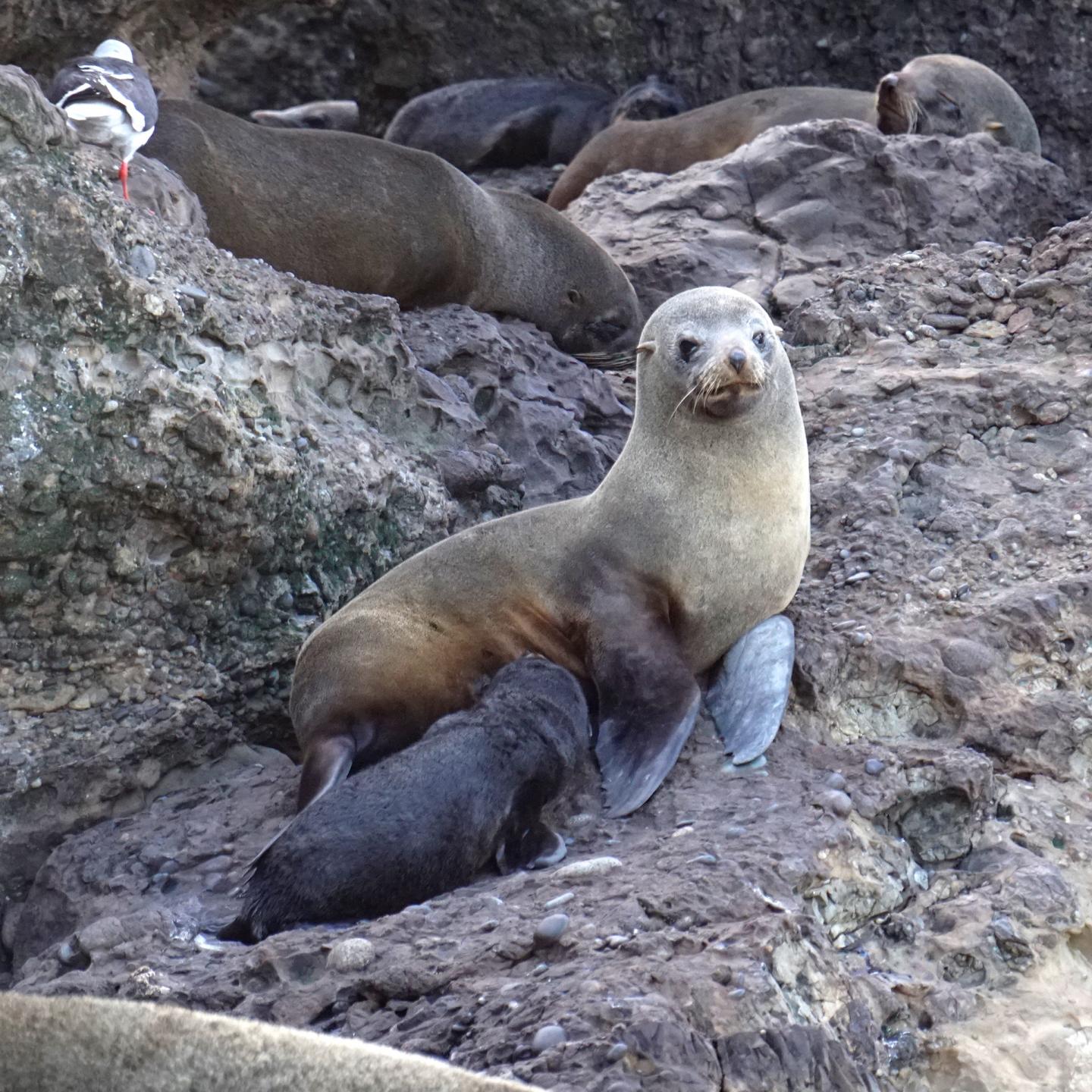 Fur Seals