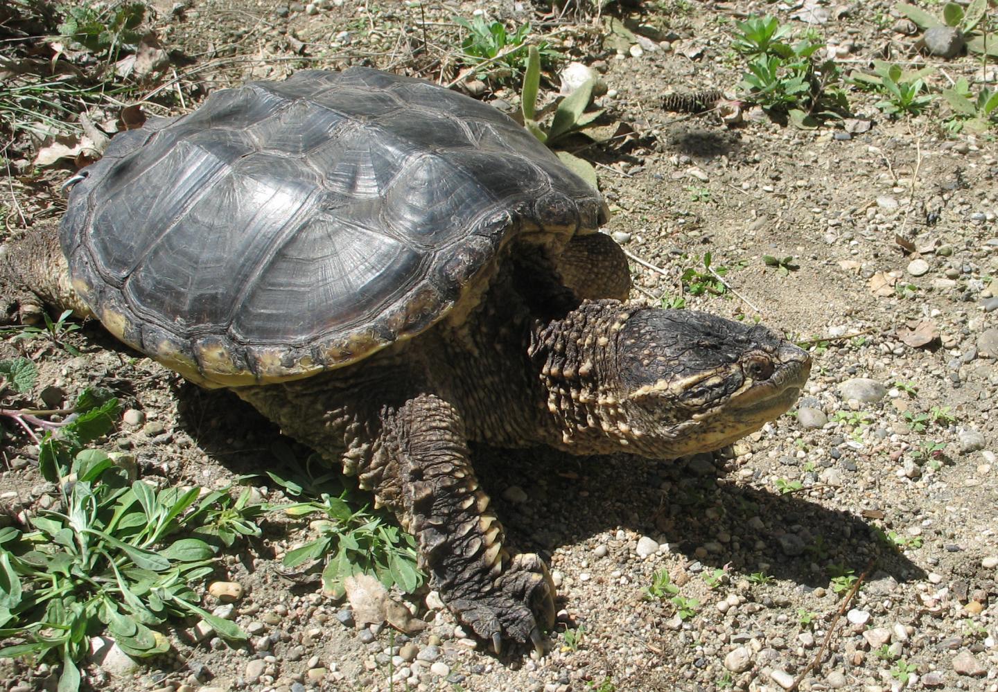 Snapping Turtle