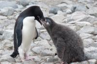Penguin Chicks: Weight and Weather