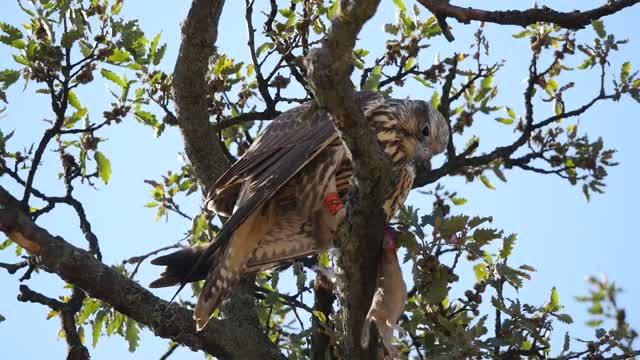 A Saker Falcon