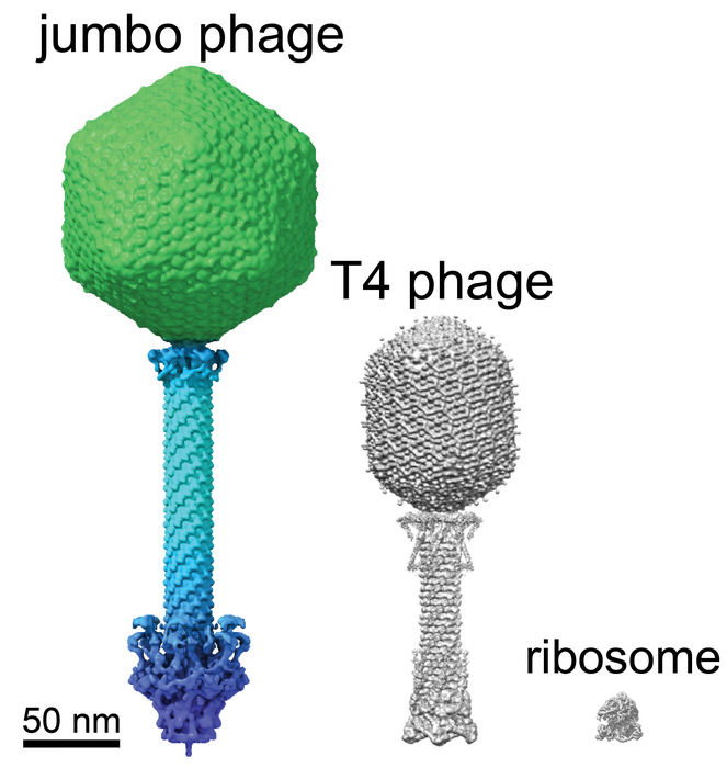 Jumbo phage for scale